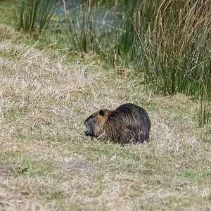 20220326-D50_4263-Bearbeitet.jpg