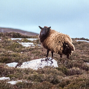 20170114-Schottland_1992_108.jpg