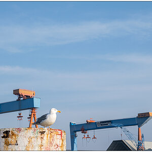 092 Spaziergang – Möwe mit HDW-Kränen im HIntergrund