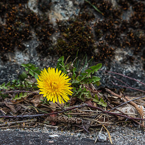 Mauerblümchen bringen Farbe -1-1.jpg
