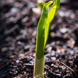 Knoblauch 1 (1 von 1).jpg