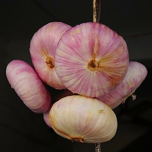 DSC 1592