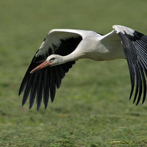 Storch8316d