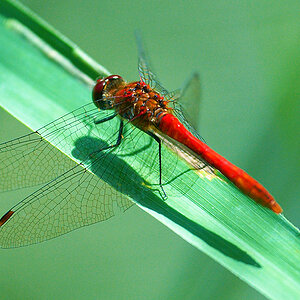 libelle1