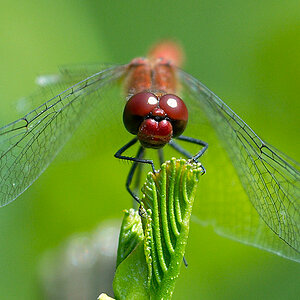 libelle2