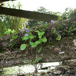 DSCN4303 copy
