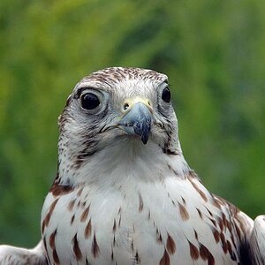 Falke in Hellabrunn