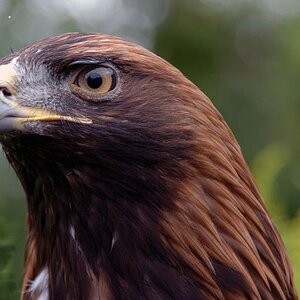 Adler