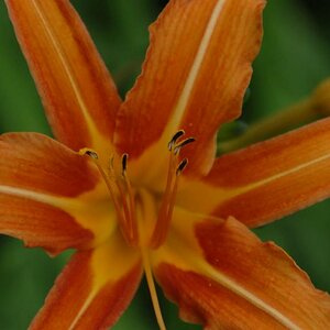Blume