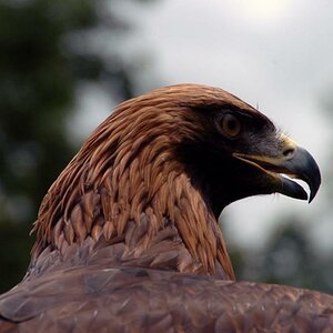 Adler Hellabrunn