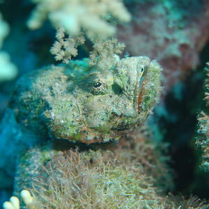 Buckel-Drachenkopf .Scorpaenopsis diabola
