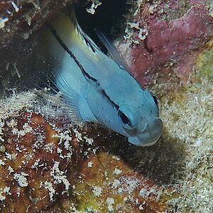 Rotmeer Mimikry Wippschwimmer   Ecsenius gravieri DSC 6105a