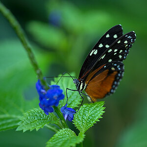 schmetterling