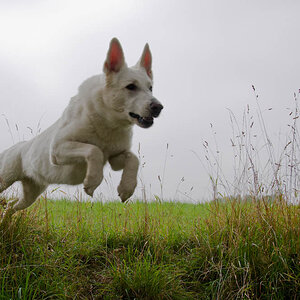 Blanca in Action