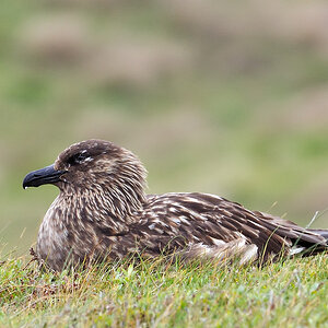handa bonxie2
