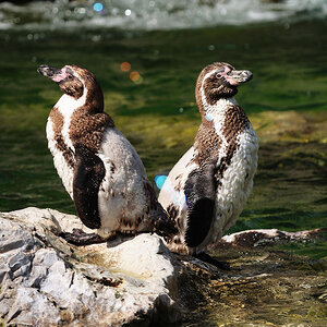 Humboldtpinguine Spiegelbild?