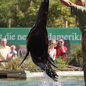 Mähnenrobbenfütterung 1