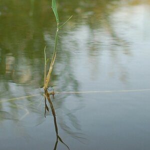 Spiegelung