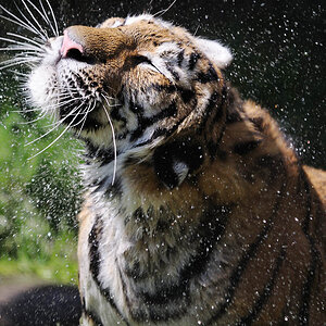 Tiger 1