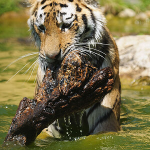 Tiger spielt mit altem Holz 1