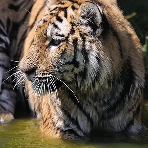 Tiger 5