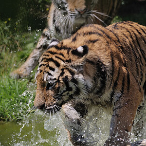 Tigerspiele 2