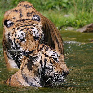 Tigerspiele 4