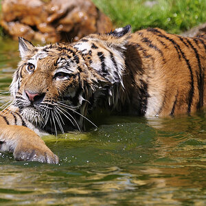 Tigerspiele 6