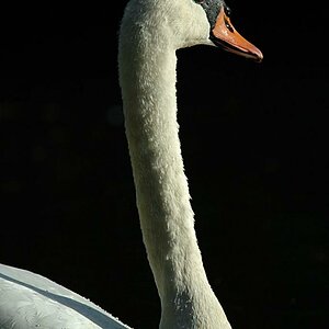 schwan