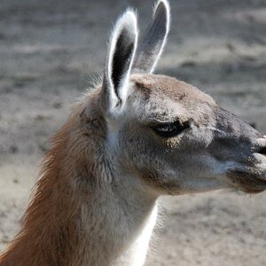Einmal Lama immer Lama
Nikon d40x Tamron 28-300 Vc
Also ich finde die Bilder mit dem Zoom garnicht mal so schlecht