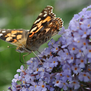 Schmetterling am Flieder