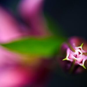 DSC 8358, D3, ZF2/100, f2