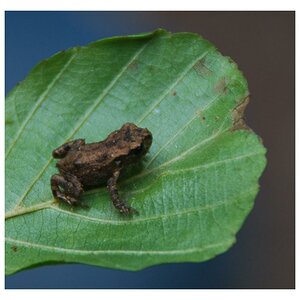 Frosch