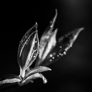 Jasmin BW (1 von 1).jpg