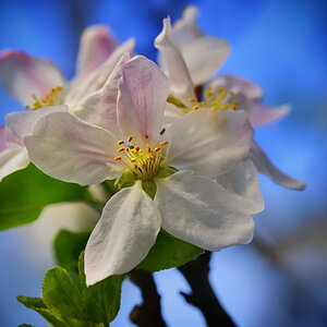 apfelblüte_2022_1200.jpg