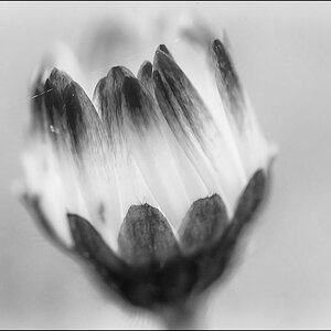 Gänseblümchen BW (1 von 1).jpg