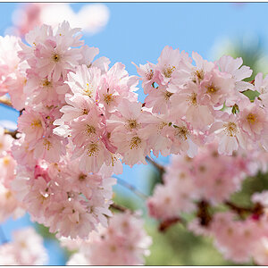 121 Kirschblüte I