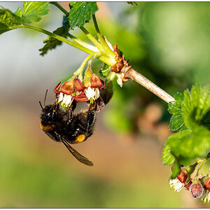 141  In der Bünte – Hummel am Jostabeerenstrauch