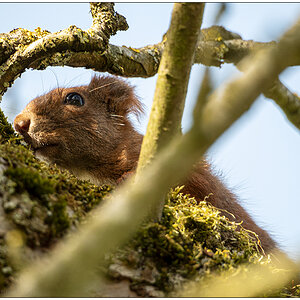 146 In der Bünte – Eichhörnchen duckt sich im alten Apfelbaum I