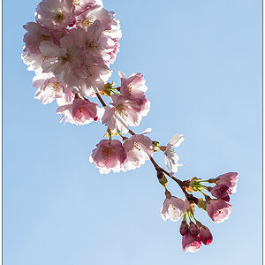 148 Kirschblüte IV