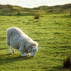 20170116-Schottland_1992_154.jpg