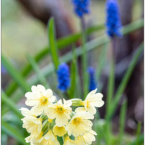 153 In der Bünte – Schlüsselblume