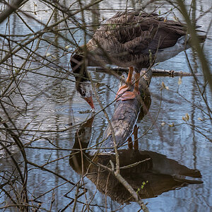 Gans 1 (1 von 1).jpg