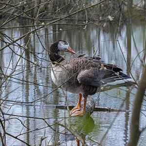 Gans 2 (1 von 1).jpg