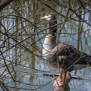Gans 3 (1 von 1).jpg