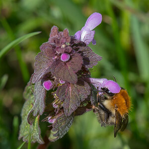 Hummel 1 (1 von 1).jpg