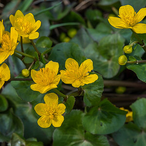 Sumpfdotterblume 1 (1 von 1).jpg