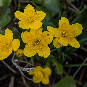 Sumpfdotterblume 2 (1 von 1).jpg