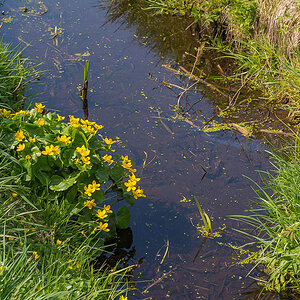 Sumpfdotterblume 3 (1 von 1).jpg