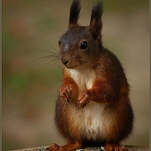 RedSquirrel